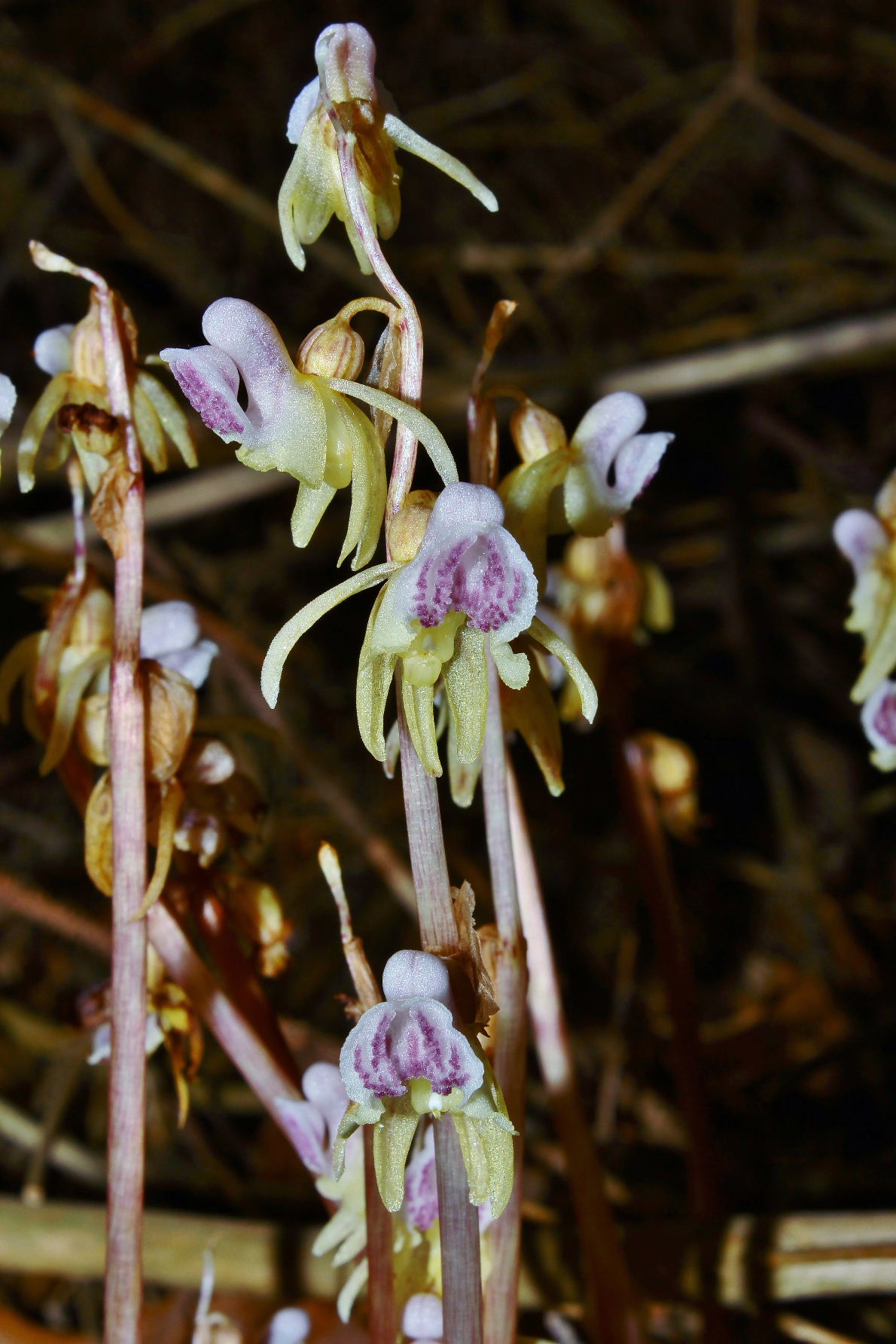 Orchidee dall''appennino Ligure (GE)